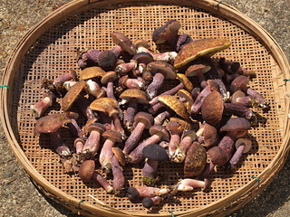 ムラサキヤマドリタケの収穫