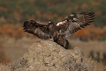 Golden eagle