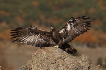 Golden eagle