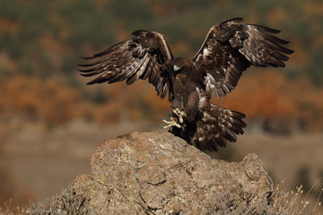 Golden eagle