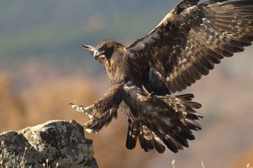 Golden eagle