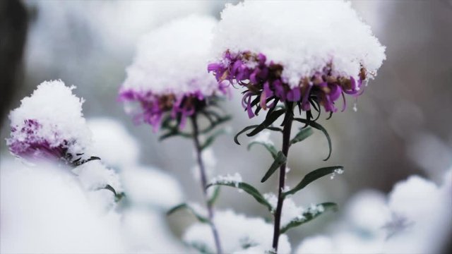 closeup slider motion on flowers under first snow and fallen snowflakes , interseasonal slow motion shot