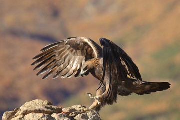 Golden eagle