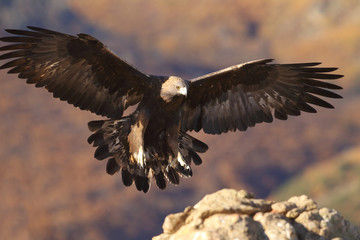 Golden eagle