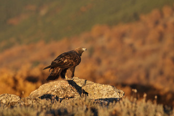 Golden eagle