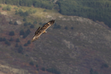 Golden eagle