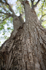 Bark tree during autumn season.