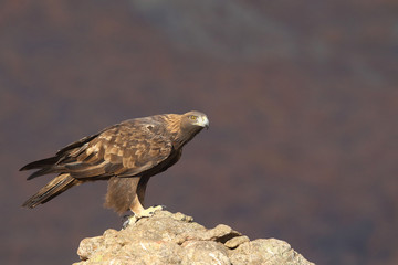 Golden eagle