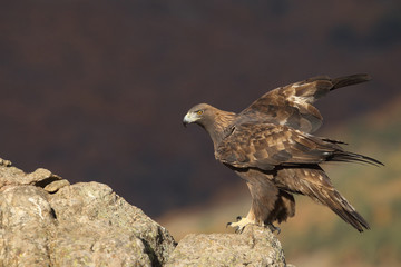 Golden eagle