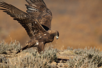 Golden eagle