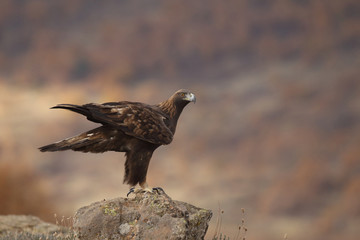 Golden eagle