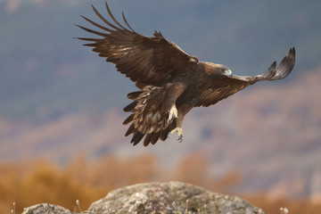 Golden eagle