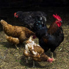 cock