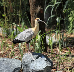 Ibis à face noire