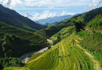 Plakat Terraced rice field in harvest season in Mu Cang Chai, Vietnam.
