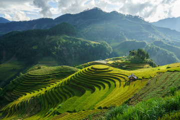 Fototapeta premium Terraced rice field in harvest season in Mu Cang Chai, Vietnam. Mam Xoi popular travel destination.