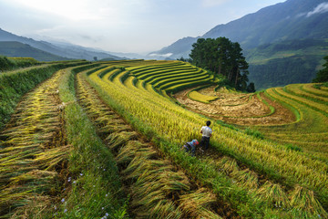 Terraced rice field in harvest season with farmers harvesting on field in Mu Cang Chai, Vietnam.