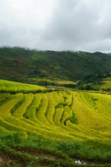 Terraced rice field landscape in harvesting season in Y Ty, Bat Xat district, Lao Cai, north Vietnam