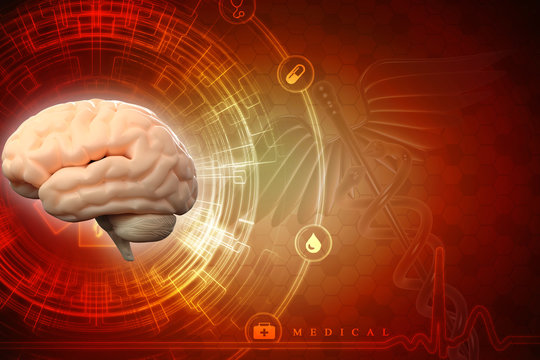Human brain 3d illustration