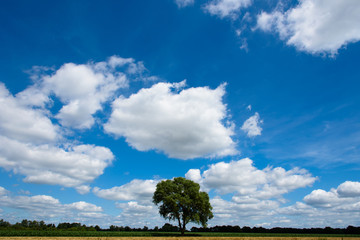 Der Baum