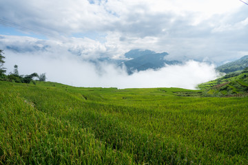 Terraced rice field landscape with low clouds in Y Ty, Bat Xat district, Lao Cai, north Vietnam