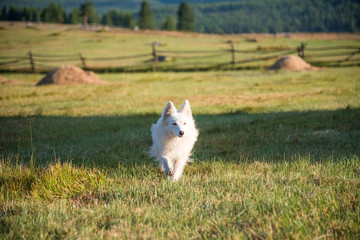 Beautiful white dog runs in the countryside in summer