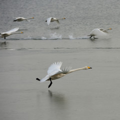 White swans running and flying on lake with ice in winter. 