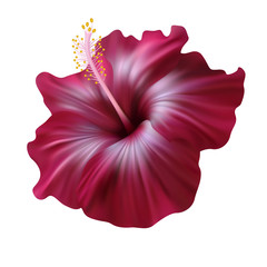 Realistic hibiscus. The symbol of rare elegant beauty.