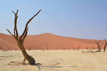 lac salé namibie