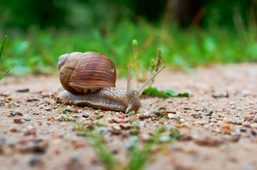 Large snail. Snail with shell and horns.