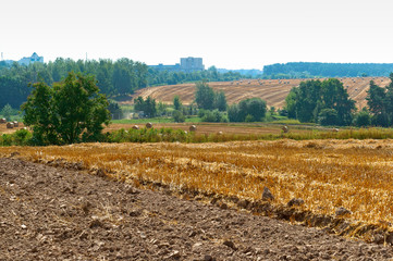 Twisted hay in the field. Bundles of hay. Fields with twisted haystacks.