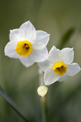 のもざき水仙まつり