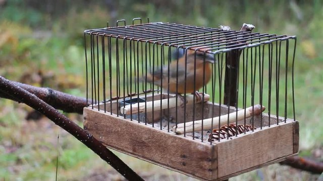 Birdcatching (fowling) as most ancient human occupation (for male only). Fowler holds cage with crossbill (Loxia curvirostra, singing male). Such small cages are used for decoy bird
