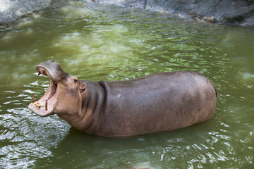 jaw of  hippopotamus in water pool