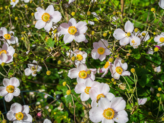 Fototapeta premium Japanese Anemone nature flowerbed
