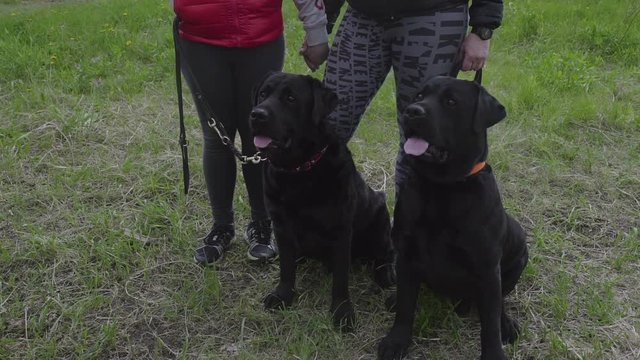 Two black labradors standing up