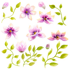 Watercolor Painting Magnolia blossom flower wallpaper decoration art. Hand drawn isolated closeup tree floral illustration. Decorative natural flowers element. Vintage art watecolour background.