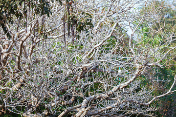 Evergreen flora, trees and plants diversity in Trivandrum, Thiruvananthapuram Zoo Kerala India