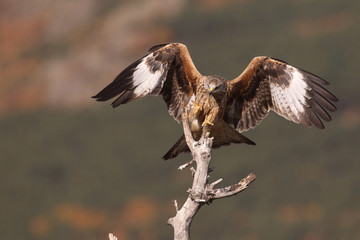 Red kite - end of migration