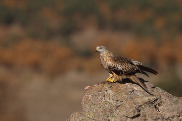 Red kite - end of migration