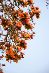 Branch of blossoming Bombax ceiba tree or Red Silk Cotton Flower