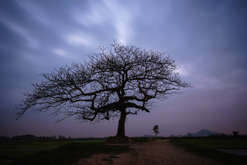 Obraz premium Beautiful landscape with tree silhouette at sunrise.