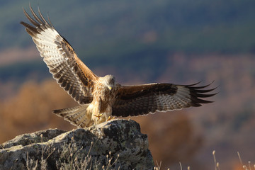 Red kite - end of migration