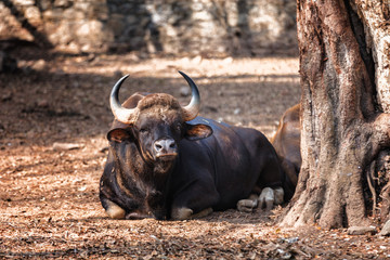 African or Cape buffalo, Bison Bison bison in Trivandrum, Thiruvananthapuram Zoo Kerala India © photoaliona