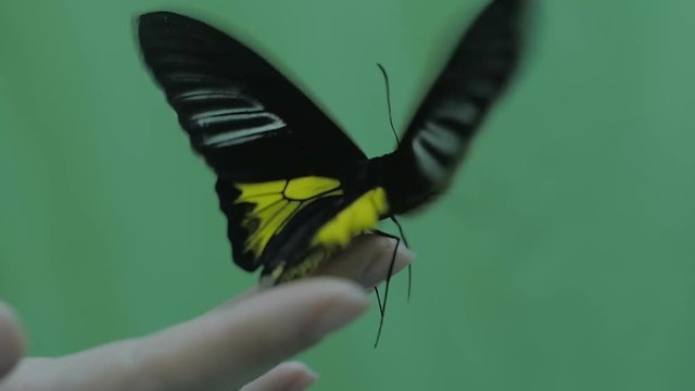 Beautiful large butterfly spread its wings, sitting on the palm