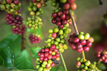 Coffee beans on tree