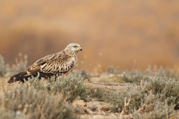 Red kite - end of migration
