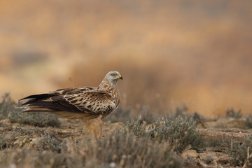 Red kite - end of migration