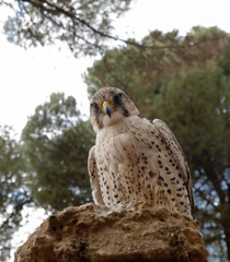 A hawk (falco peregrinus) on a stone