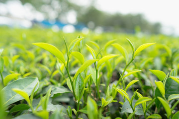 Green tea leaves in a tea plantation in morning